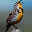 Western Meadowlark